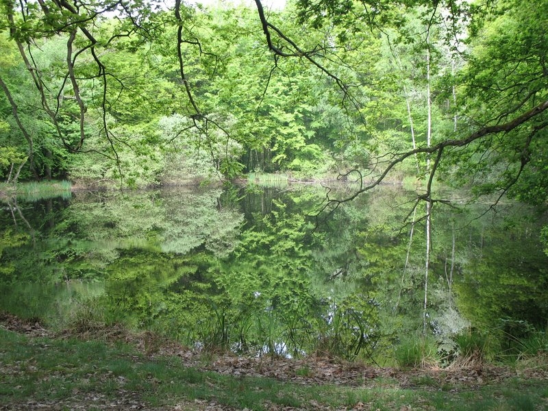 2006 05 Bonne mare 09